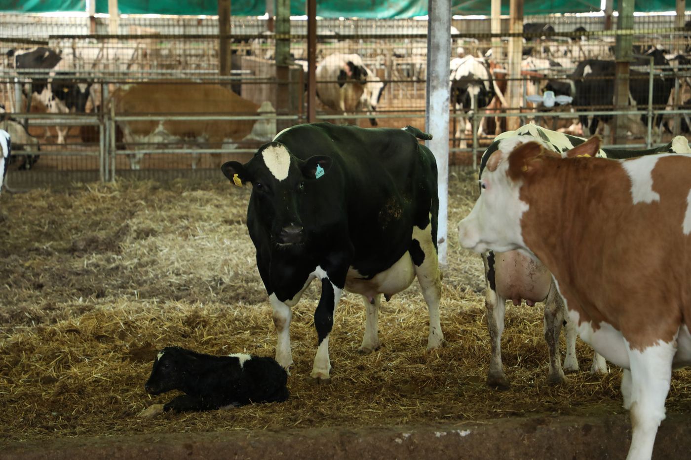 Ahırda Holstein ve Simmental inekler, yeni doğan buzağı